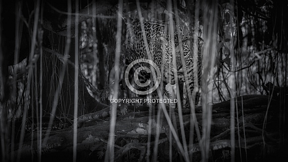 American jaguar in the nature habitat