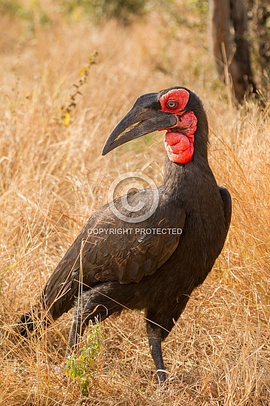 Southern Ground-Hornbill Southern Ground-Hornbill