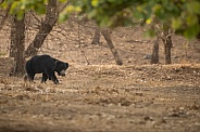 Sloth bear in the nature habitat.