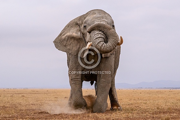 Bull elephant in musth