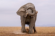 Bull elephant in musth