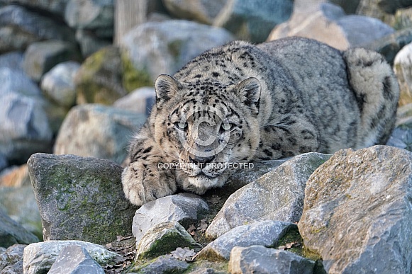 Snow Leopard Snow Leopard