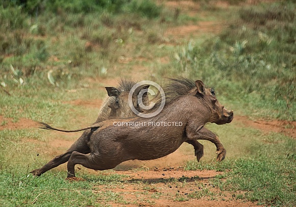 Young Warthogs Fighting
