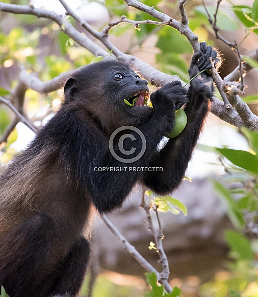 Howler Monkey Howler Monkey