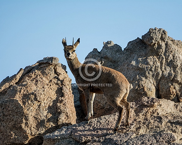 Klipspringer