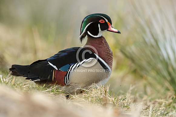 The wood duck or Carolina duck (Aix sponsa)
