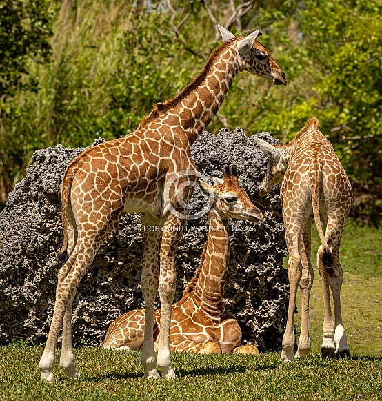 Baby Reticulated Giraffes