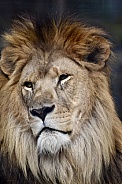 African Lion