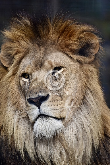African Lion