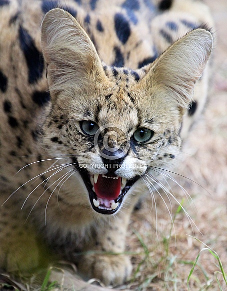 African Wild Cat