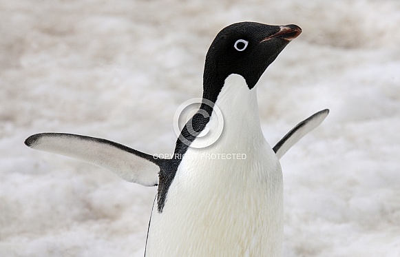 Adelie penguin (Pygoscelis adeliae) - Antarctica. Adelie penguin (Pygoscelis adeliae) - Antarctica.