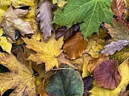 Autumn leaves on the forest floor