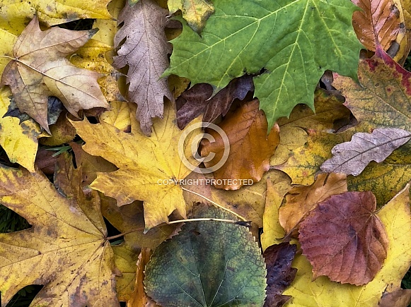 Autumn leaves on the forest floor