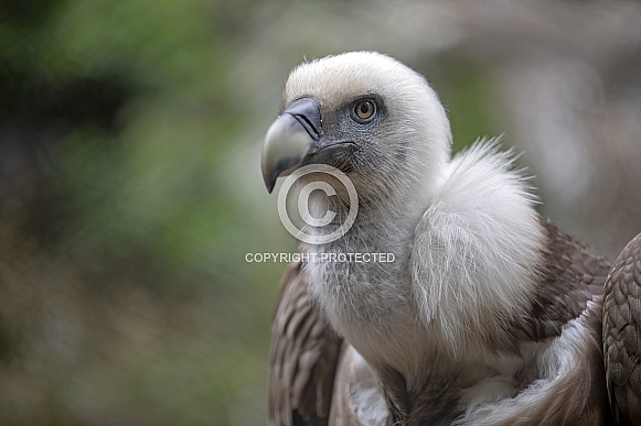 Griffon Vulture (Gyps fulvus) Griffon Vulture (Gyps fulvus)