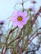 Pale Pink Cosmos Flower