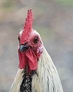 cockerel