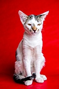 Domestic Cat