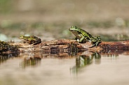Green frog in the water
