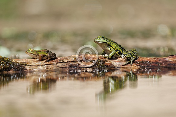 Green frog in the water Green frog in the water