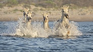 Prancing Camargue horses in the sea