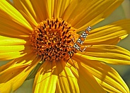 Ailanthus Webworm Moth