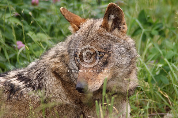 Eurasian wolf Eurasian wolf