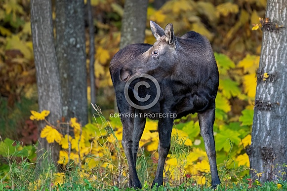 Young moose in Alaska