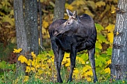 Young moose in Alaska