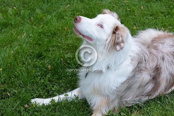 Australian Shepherd