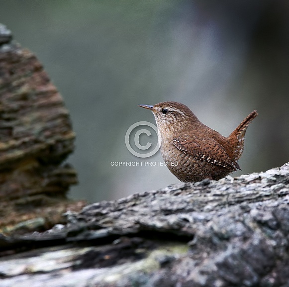 Wren Wren