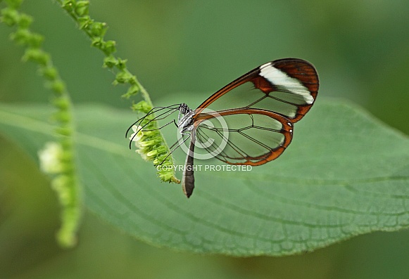 Glasswing Butterfly