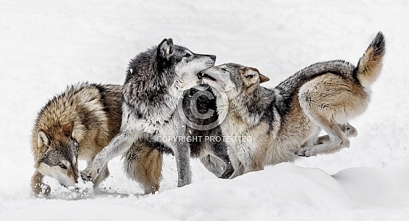 Grey Wolf-Wolf Kisses Grey Wolf-Wolf Kisses