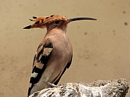 Hoopoe