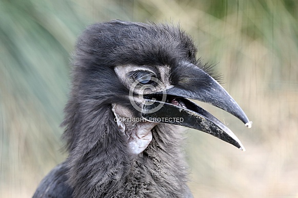 Southern ground hornbill (Bucorvus leadbeateri) Southern ground hornbill (Bucorvus leadbeateri)