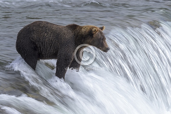 Brown Bear