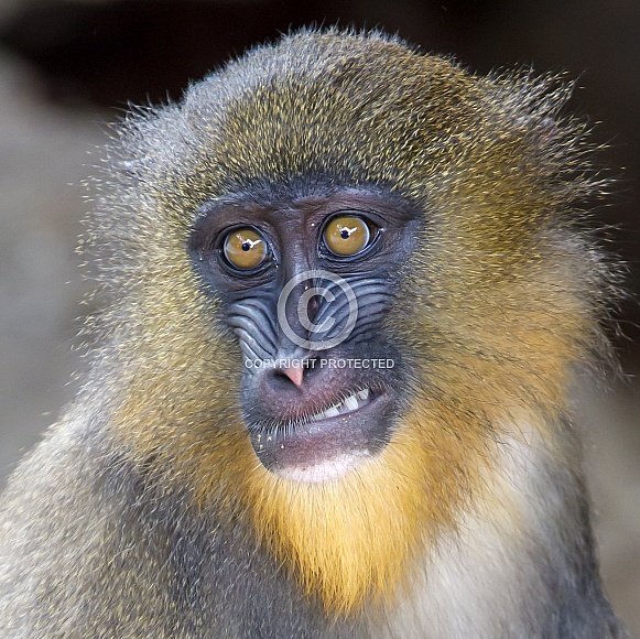 Mandrill (Mandrillus sphinx)