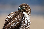 Red Tail Hawk-Portrait Of A Young Hawk