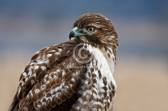 Red Tail Hawk-Portrait Of A Young Hawk