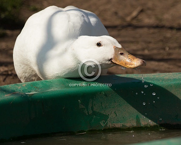 Domestic Duck