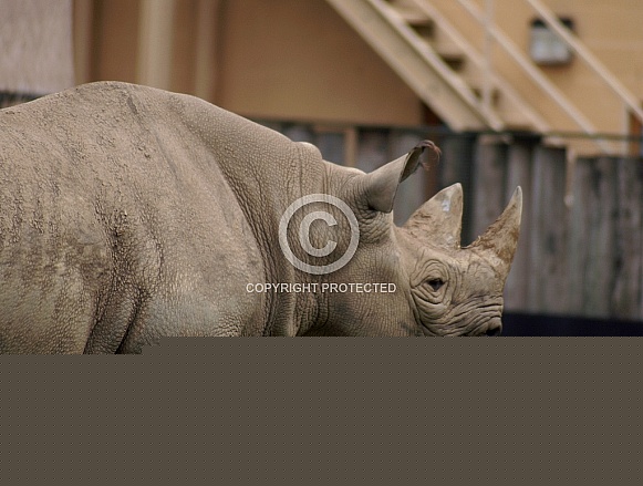 Black Rhino Black Rhino