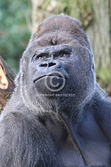 Silverback Gorilla Silverback Gorilla