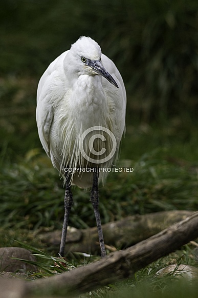 Cattle Egret Cattle Egret