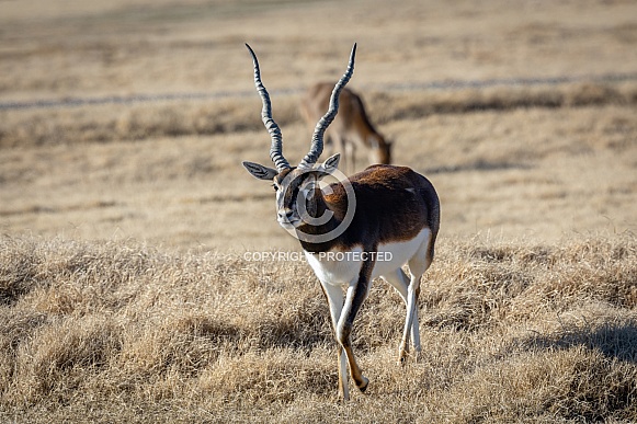 Blackbuck Antelope Blackbuck Antelope