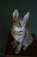 Savannah Cat