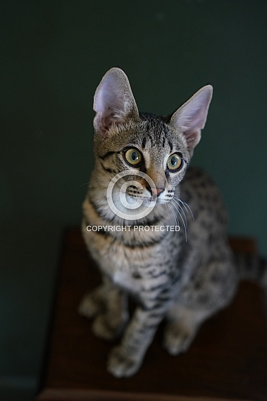 Savannah Cat Savannah Cat