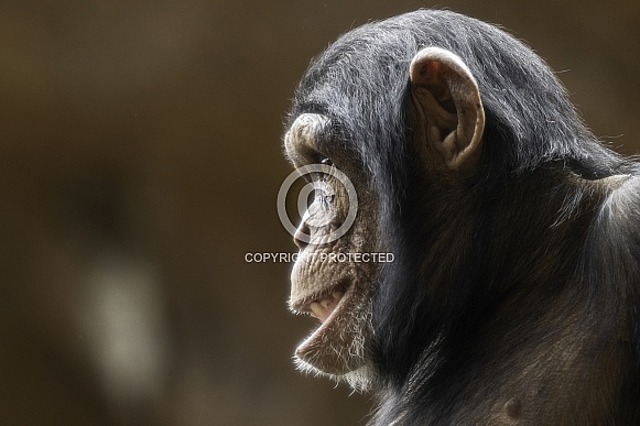 Young Chimpanzee Side Profile