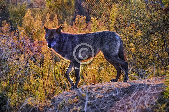 Wolf - Black Tundra Wolf
