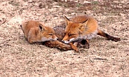 Red Fox mother and cub