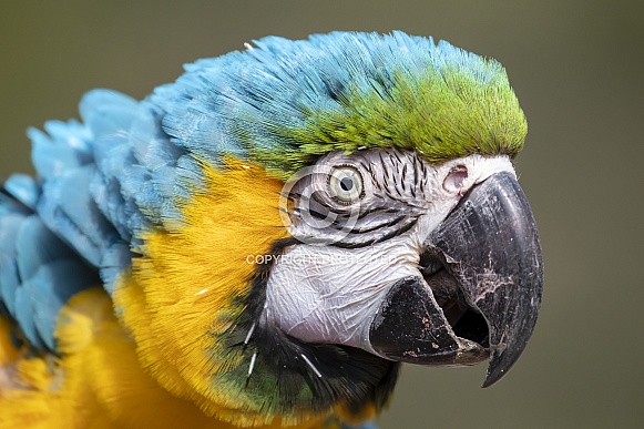 Blue and yellow macaw (Ara ararauna) Blue and yellow macaw (Ara ararauna)