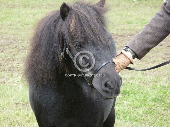 Shetland Pony